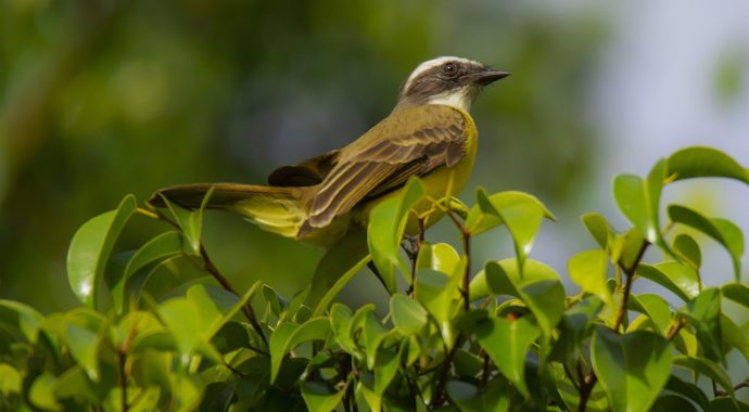 Les RDV d’automne du Festival de l’oiseau et de la nature
