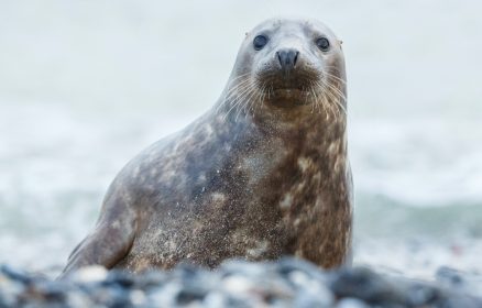 Sortie Nature « Une petite colonie de phoques »