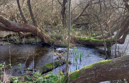 Sortie nature guidée dans le Réserve Naturelle de la Baie de Canche