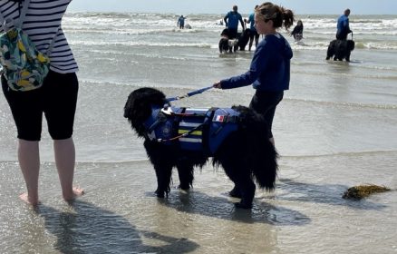 DEMONSTRATION DE CHIENS SAUVETEURS