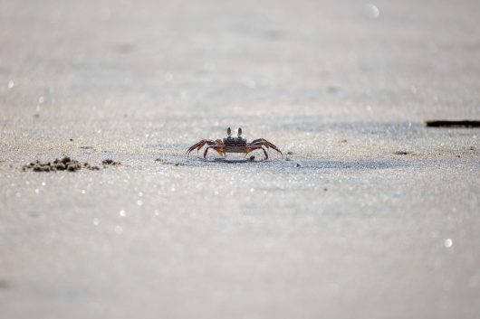 crab-9179589-1280