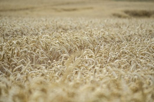 ears-of-corn-7325780-1280