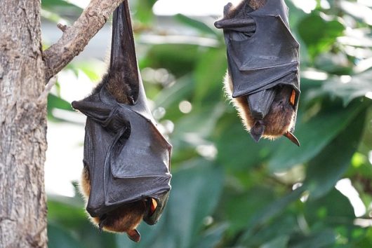 flying-foxes-2237209-640-1