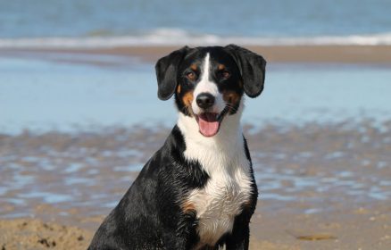 Démonstration de chiens sauveteurs aquatiques