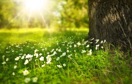 nature-2