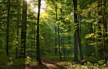 Sortie nature