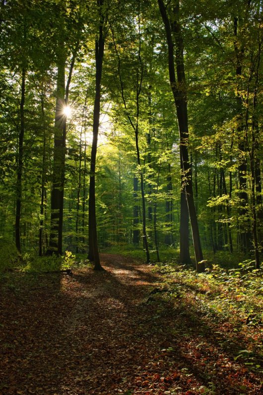 vertical-shot-foret-de-soignes-belgium-brussels-with-sun-shining-through-branches